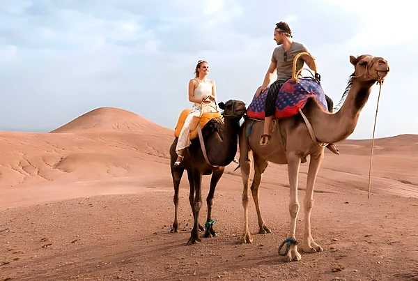 Dromadaire au Sahara