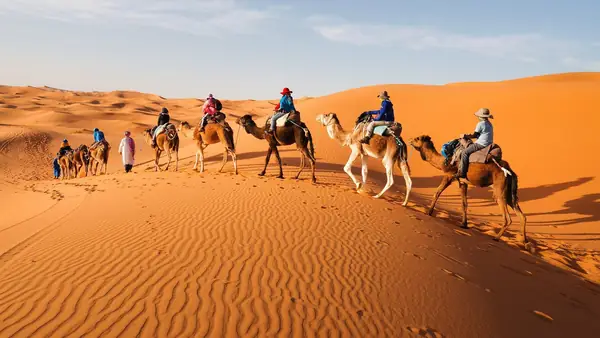 Camel caravan in the orange dunes
