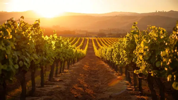Rows of vines at sunset